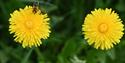 bee on a dandelion flower