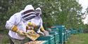 2 beekeepers look at the hives