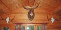 elk head at cabin Beverbu