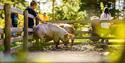 boy petting a pig at foldvik family park