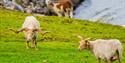 goats and alpacas at Hulfjell family park