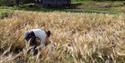 Harvest, museumsfarmer, Vest-Telemark Museum Eidsborg.