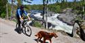 cyclist with dog on the cycle path "old Treungenbanen"