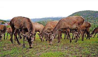 the deer at Siljanhjort