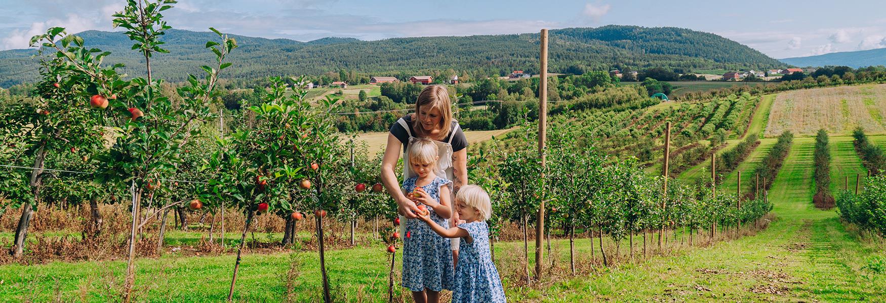 mother and 2 little girls harvesting apples