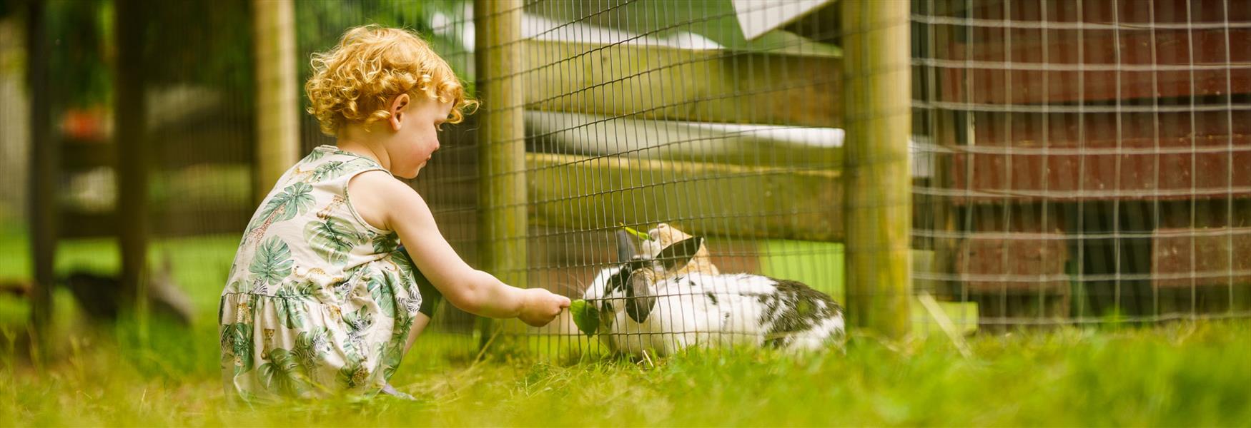 little girl feeds rabbits at Foldvik family park