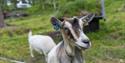 goats at Groven Camping & Hyttegrend