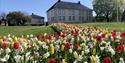 Brekkeparken med tulipaner