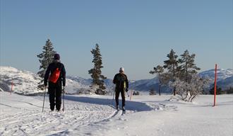 Cross-country skiing in Vrådal