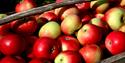 Apples from the Fruit District in Telemark