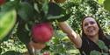 lady picks apples at Lien Gård