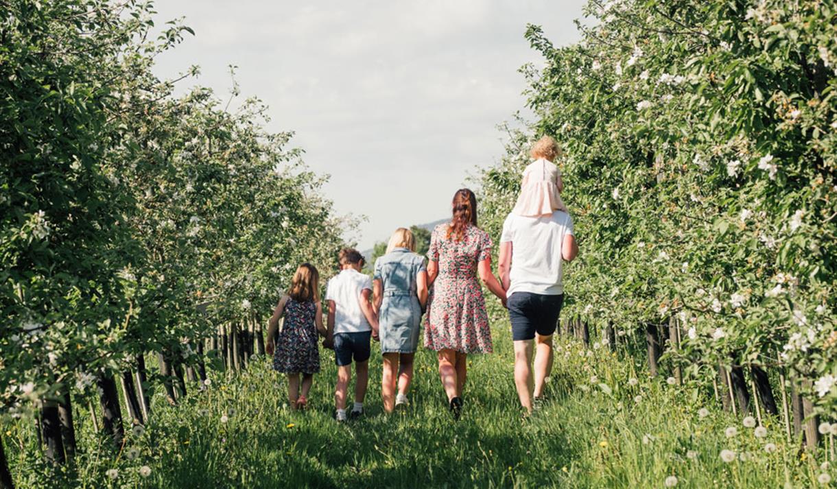 family of 6 walks along blossoming apple trees at Lien Gård