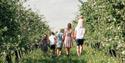 family of 6 walks along blossoming apple trees at Lien Gård