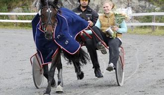 Kurs i Tømmekjøring med hest