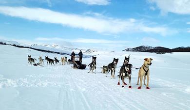 2 hundesleder fra Telemark Husky tours på tur om vintern