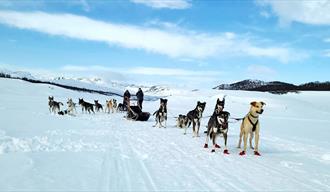 2 dog sleds from Telemark Husky tours on tour in winter