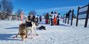 hundeslede fra Telemark Husky Tour