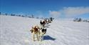 hunder og slede fra Telemark Husky om vinteren