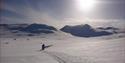 hunder og slede fra Telemark Husky om vinteren