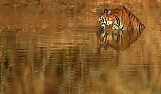 Tiger i vann, India