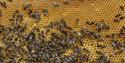 bier på tavla