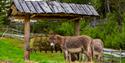 donkeys at Hulfjell family park