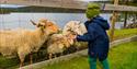 boy feeding sheep at Hulfjell family park