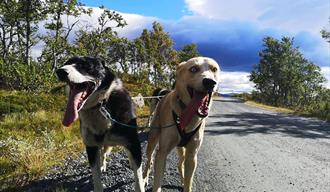 2 hunder fra Telemark Husky
