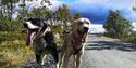 dogs from Telemark Husky Tours pull carriage in summer