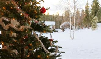 Jolemarknad på Telemarkstunet. Bildet viser juletre og gamle hus i vinterlandskap