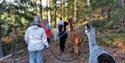 group walks with alpacas