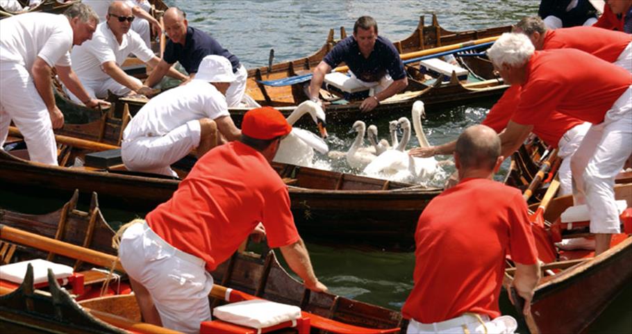 Swan Upping