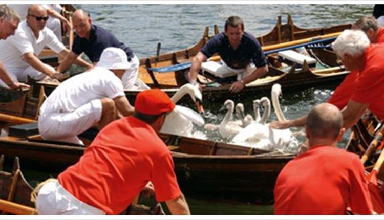 Swans being checked at Royal Swan Upping