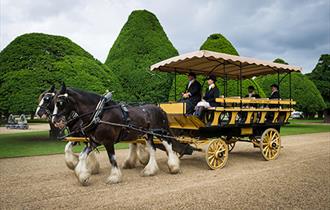 Horse-drawn Charabanc Tours  at Hampton Court