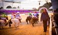 Royal Windsor Horse Show