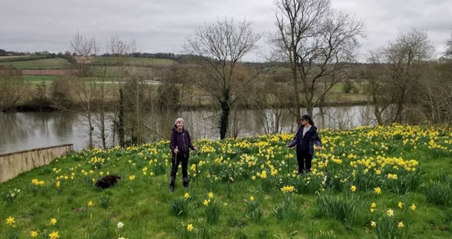 Daffodils at Culham Court Aston, River Thames (A Foot in the Chilterns)