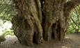 National Trust Runnymede: Ankerwycke Yew