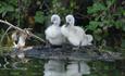 Ducklings at Shepperton Marina