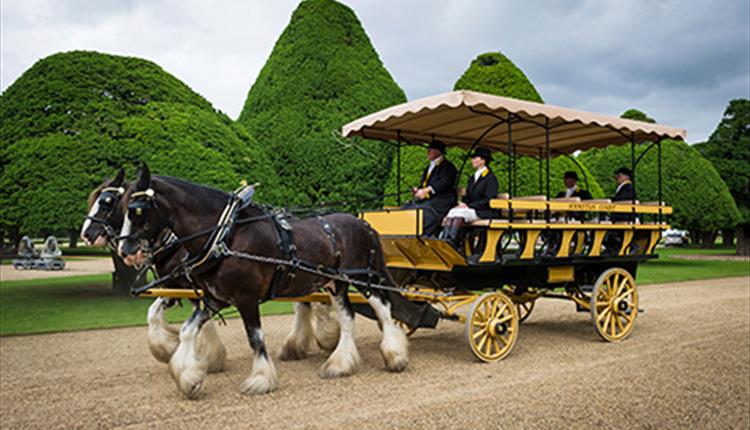 Horse-drawn Charabanc Tours  at Hampton Court