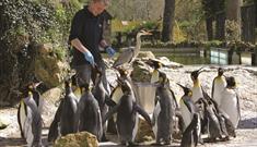 Birdland Park & Gardens penguin feeding time
