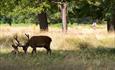 Deer in Richmond upon Thames