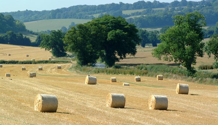 Rolling countryside, South Oxfordshire