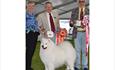Windsor Championship Dog Show: 2019 Best Veteran in Show (picture courtesy of Higham Press)