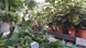 A selection of green, potted plants.