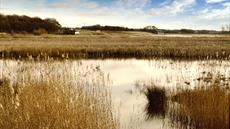 RSPB Burton Mere Wetlands