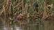 Kingfishers ar RSPB Burton Mere