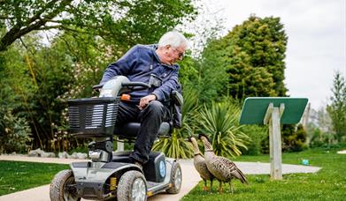 man on wheelchair with geese at WWT Slimbridge