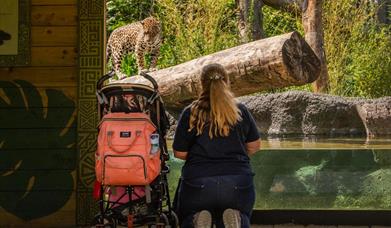 person with a buggy looking at animals at Hertfordshire Zoo