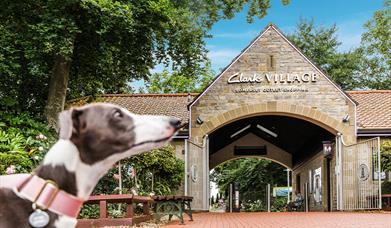 A greyhound like dog in a pink collar at the opening of Clarks Village