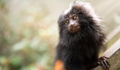 monkey at Jersey Zoo